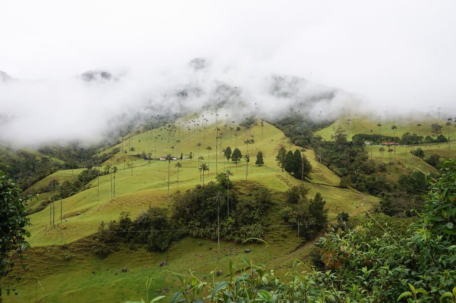 Cocora Valley