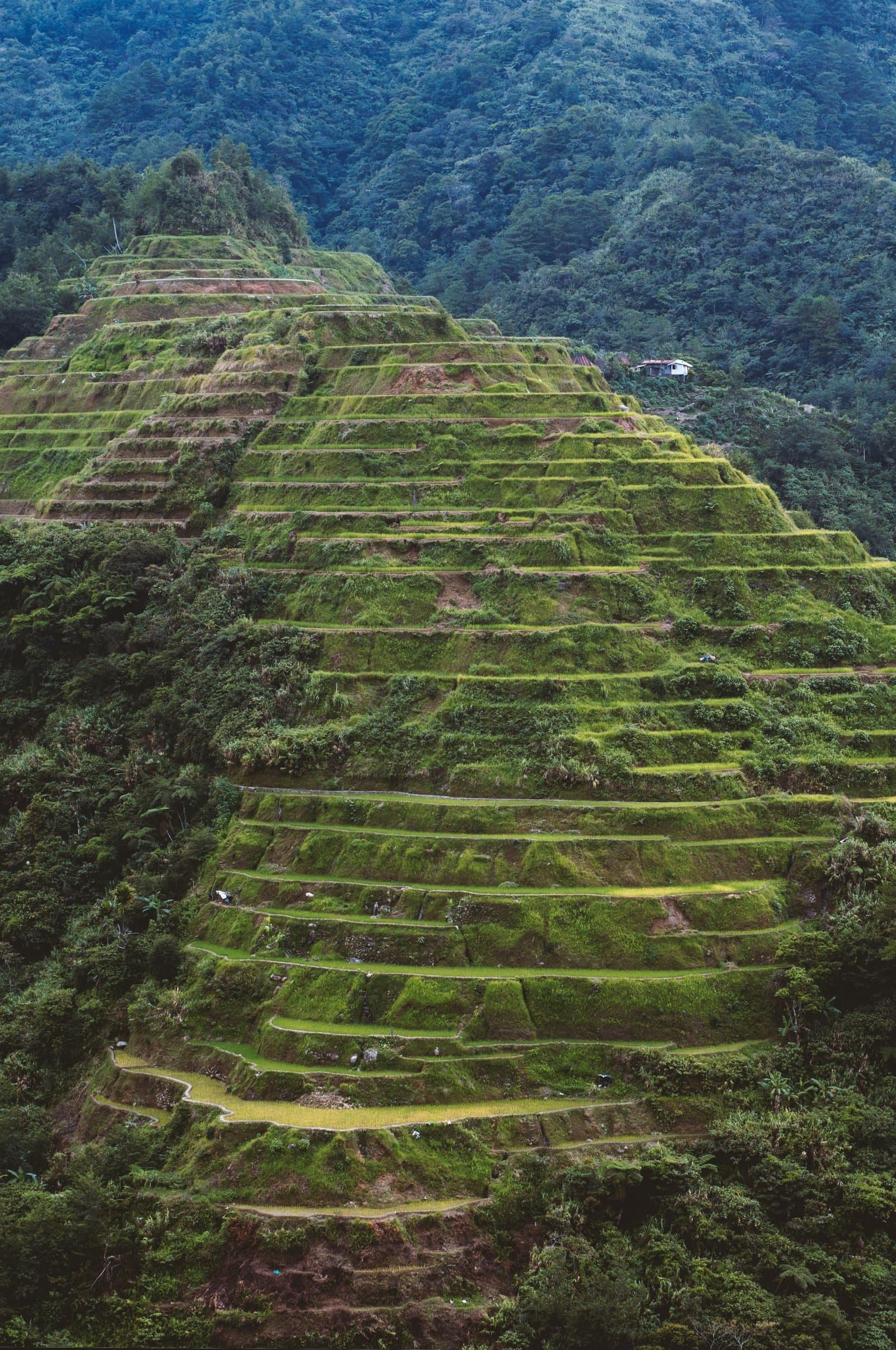 Banaue Rice Terraces