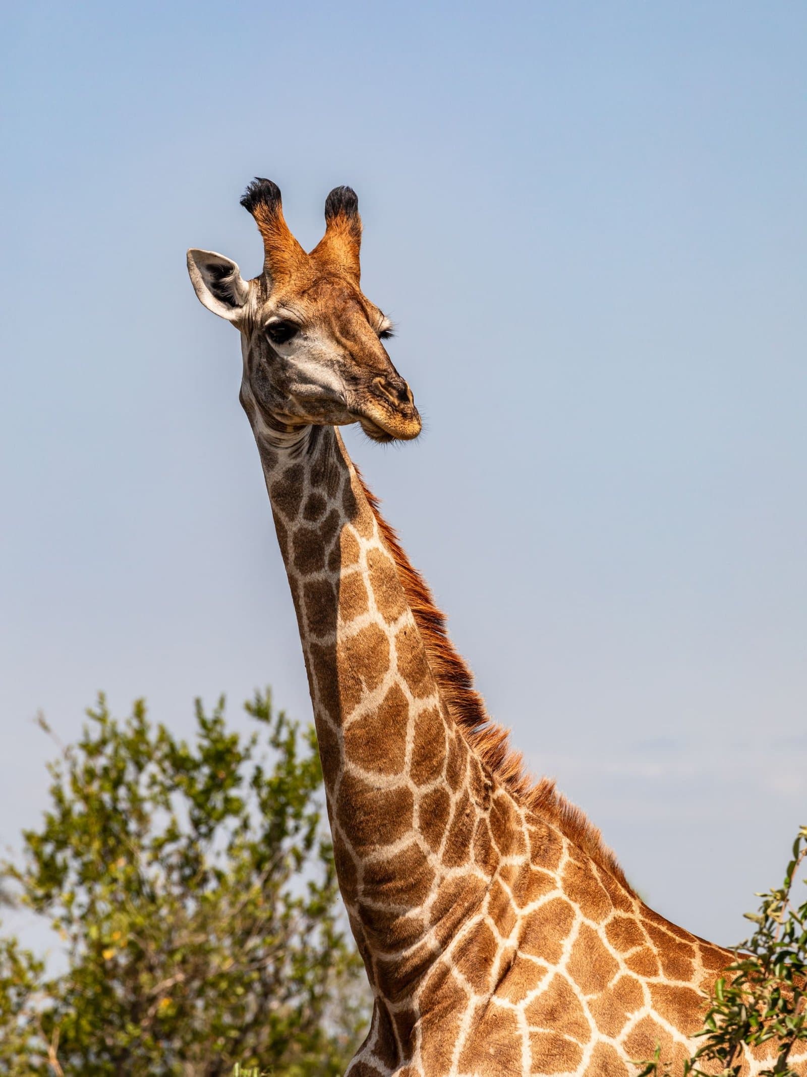 Kruger National Park
