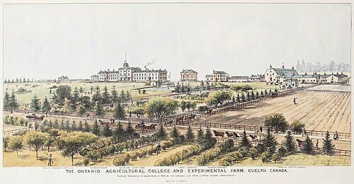 University of Guelph thumbnail 2