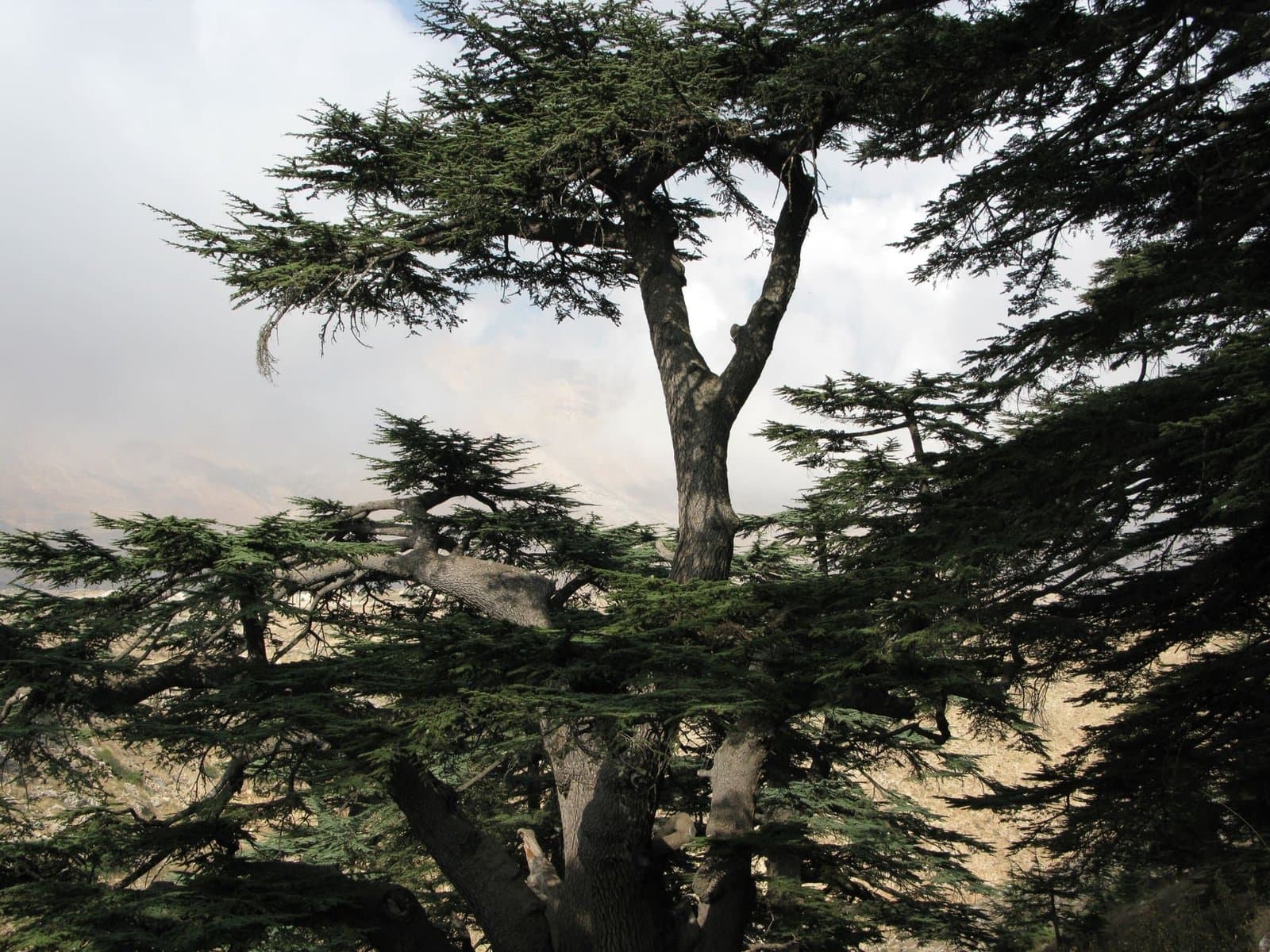 Cedars of God